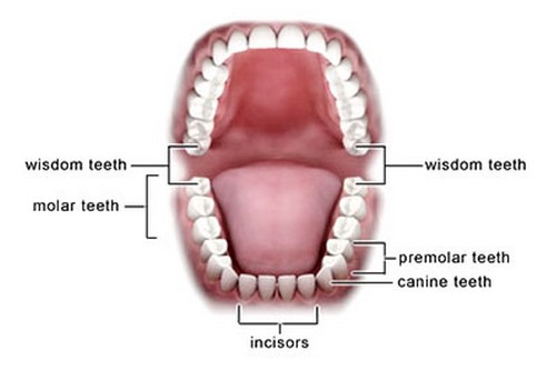 Зубы мудрости
Они появляются у каждого человека в возрасте от 17 до 25 лет. По мнению исследователей, зубы мудрости помогали нашим травоядным предкам измельчать растительные ткани. Но сегодня наши черепа стали меньше, а вот количество зубов не сократилось.