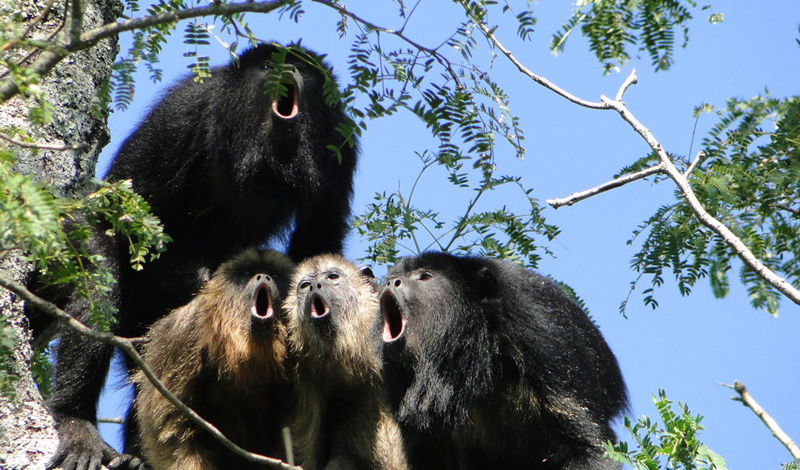 Девять обезьян из Орегонского колледжа
Нерасторопный рабочий забыл закрыть клетку с приматами, стоявшую в исследовательском центре. Девять обезьян увидели в этом поступке промысел божий и устремились на волю. Правительство подняло переполох только через неделю, когда ученые признались, что обезьяны были заражены вирусом герпеса. Половину ловких мартышек удалось поймать, оставшиеся до сих пор прячутся где-то в лесах у студенческих кампусов.