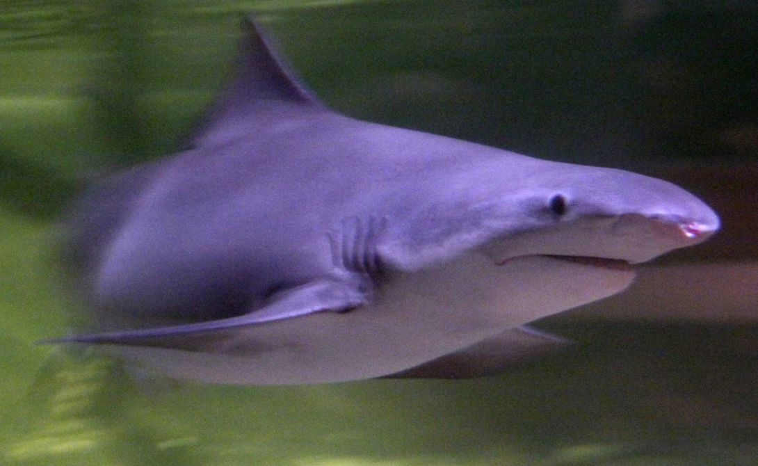 Копьезубая акула
На самом деле, это всего лишь одна из разновидностей обыкновенной серой акулы. За небольшой деталью: копьезубая акула способна охотиться как в соленой, так и в пресной воде. Хорошо, хоть воздухом дышать не научилась.