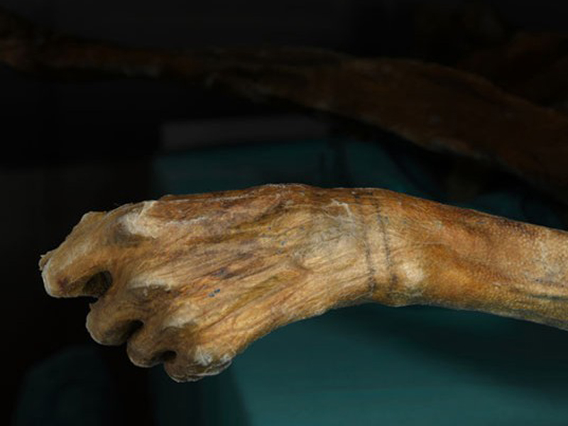 Поэтому ученых удивили обе найденные мумии: логичнее было бы обнаружить тела со следами татуировки в других культурах. Возраст мумии народа Чинчорро проверили с помощью повторного радиоуглеродного анализа. Результат подтвердил догадки Ларса: мумия из Южной Америки на целых 500 лет моложе Эци.
