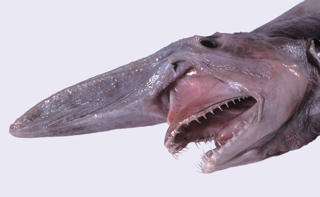 Акула-гоблин
Самая уродливая акула в списке. Три метра в длину, острые и загнутые, как рыболовные крючки, зубы — в кого, интересно, планировало эволюционировать это создание?
