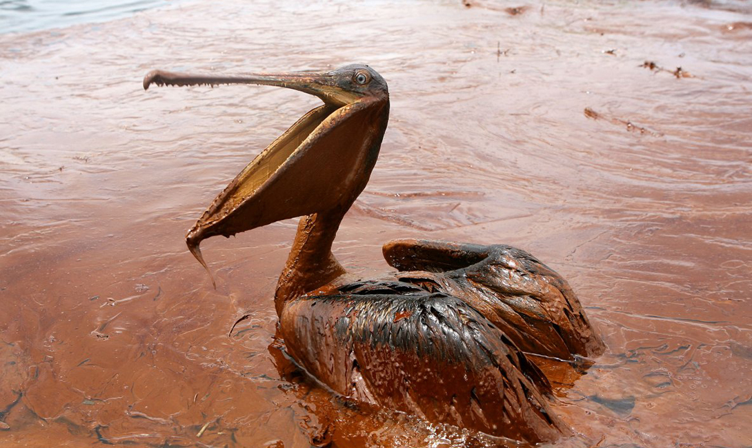 Пеликан, практически полностью покрытый разлившейся нефтью. Эта фотография сделана после катастрофической аварии в Мексиканском заливе.