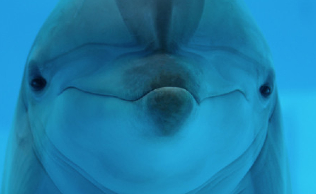 Дельфины помнят и узнают друг друга. Проведенное в 2013 исследование показало, что эти умные животные способны узнать речь собрата, даже спустя несколько десятилетий после расставания. 