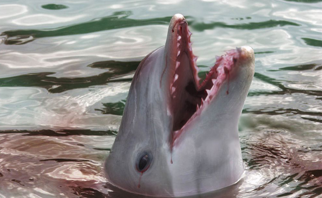 
Дельфины очень умны. Так же, как и люди, они могут быть добрыми — а могут и злыми. — Ричард Коннор, CEO The Dolphin Research Alliance.
