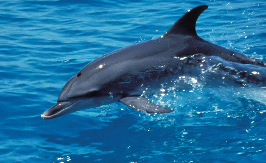 Но случай Акекамай — вовсе не исключение из правил. На воле каждый дельфин умеет издавать свой собственный, особенный тип звука, который можно назвать его личной подписью. 
