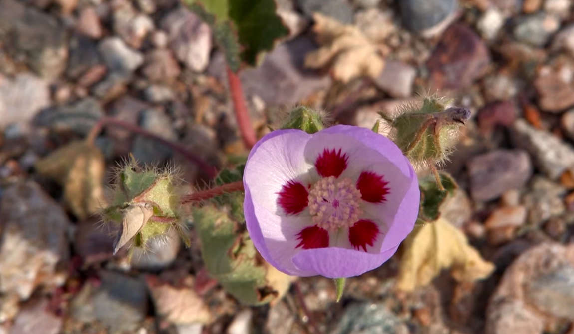 Отличительной особенностью Долины Смерти считаются вот эти необычные цветы.