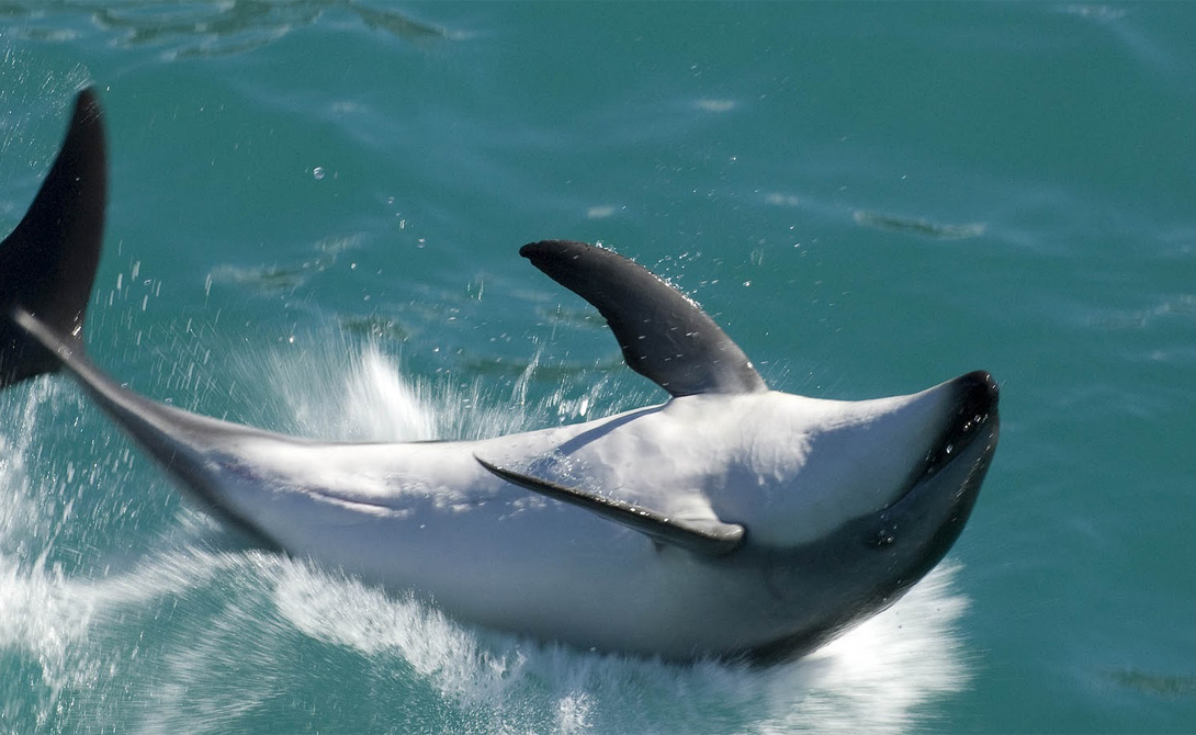 Это, в свою очередь, повышает скорость инбриндинга. К примеру, исследование стаи из Акульей Бухты показало, что дельфины практикуют инцест — и делают это довольно часто.