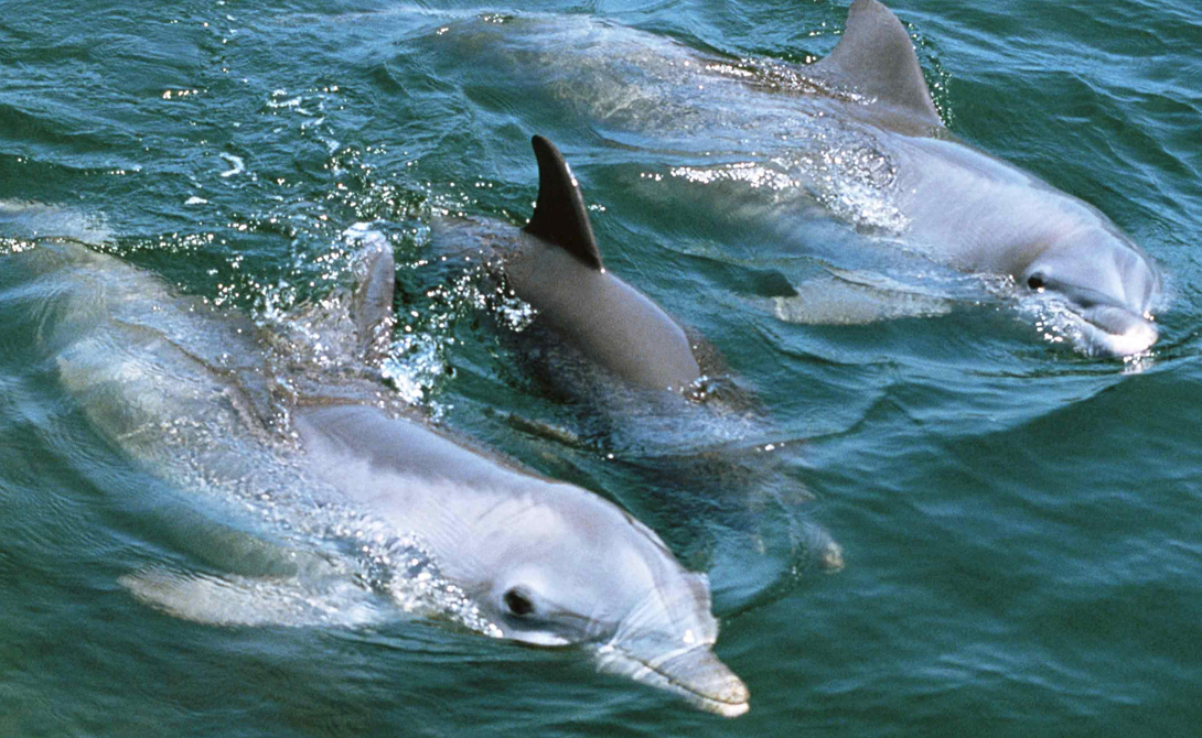 Есть и более впечатляющие данные. К примеру, дельфины четко идентифицируют свою внешность. Для того, чтобы понять это, ученые опустили раскрашенную (в целях эксперимента) особь в бассейн, на стенке которого было закреплено зеркало. Дельфин провел у него целых полчаса, удивленно рассматривая метаморфозы. 