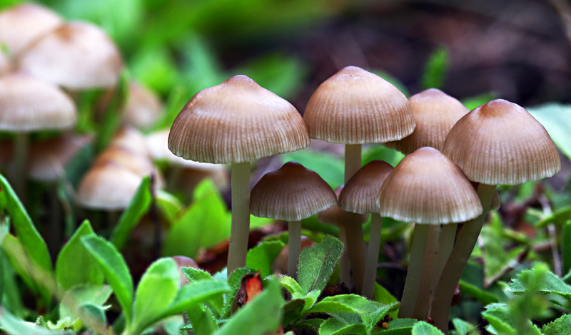 Грибы
В грибах содержатся уникальные питательные вещества, в том числе аминокислота под названием эрготионеин, увеличивающая срок жизни клеток. Грибы — единственный в мире природный источник эрготионеина.