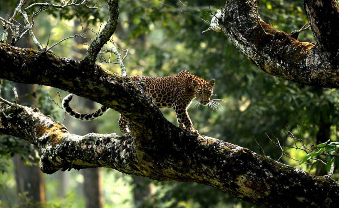 Леопард в его естественной среде обитания, штат Карнатака, Индия.