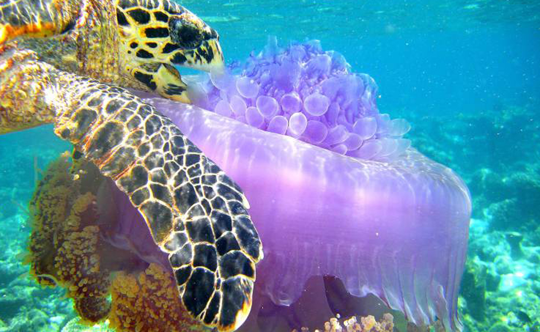 Морская черепаха ест медуз на Мальдивах.