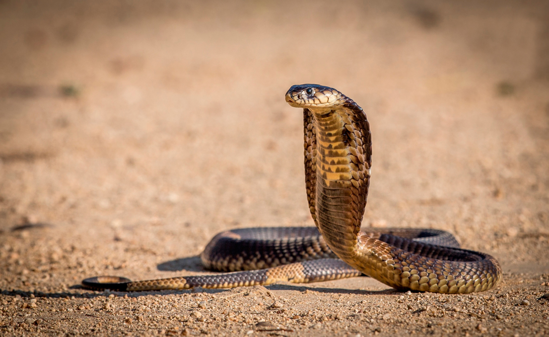 Королевская кобра
Длина: 5,6 метра
А это — самая крупная из отряда ядовитых змей. Средняя длина королевской кобры — около 4 метров, рекордсмен же достигал пяти с половиной метров.