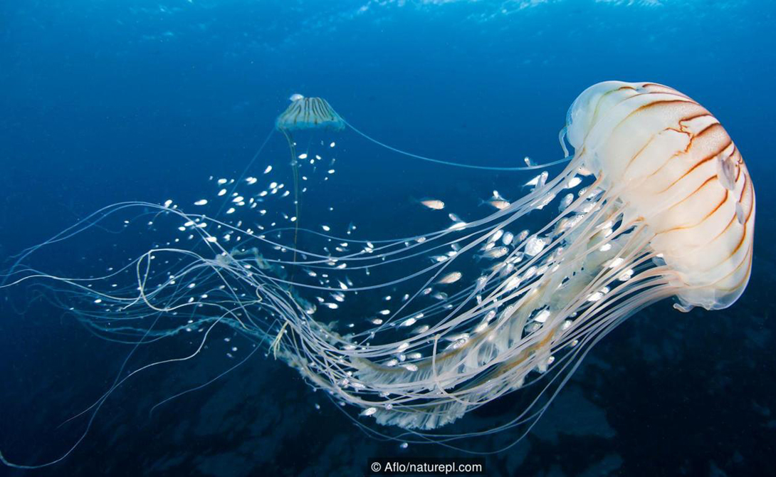 Медузы
Медузы многих видов умеют стрелять нематоцитами, чтобы обезопасить себя от нападения, или напротив, поймать добычу. Эти нематоциты представляют собой специализированные клеточные структуры, которые функционируют как крошечные гарпуны при выстреле. Некоторые обеспечивают дополнительную токсическую атаку. Всего в мире существует 15 видов медуз, опасных для человека. Смертельную угрозу представляет собой встреча с Chironex fleckeri, вес которой достигает полутора килограмм, а ядовитые щупальцы простираются на целых три метра.