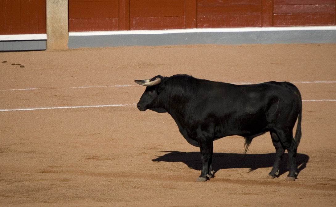Этимология
Собственно, называть бои быков корридой не совсем корректно. Слово corrida произошло от глагола correr, «бежать». То есть, corrida de toros можно перевести как «бег быков». Испанцы предпочитают сокращать фразу до емкого toros — просто «быки».