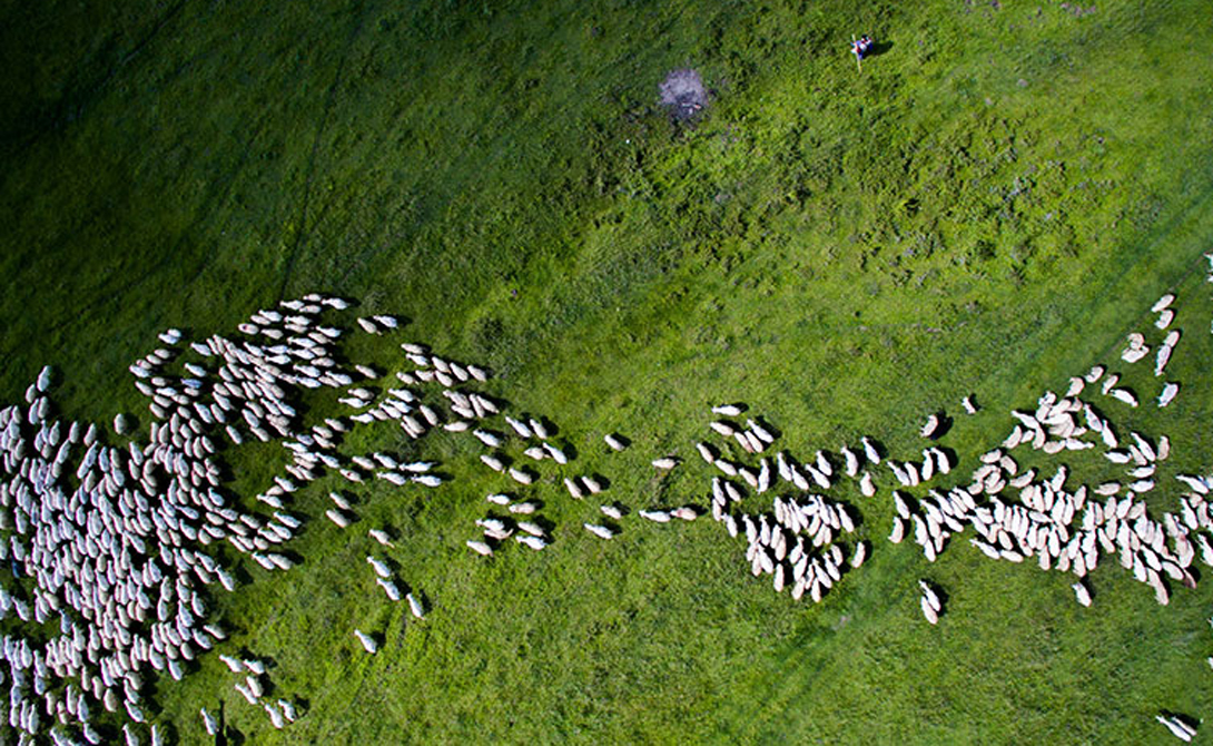 Овцы в панике
Категория: живая природа
Второе место