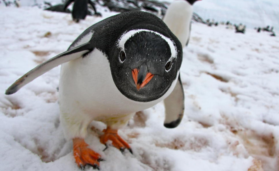 Плавание
Папуанский пингвин
Скорость: 35,888371 км
На суше пингвины выглядят полными остолопами, зато в воде могут показать класс всей олимпийской сборной по плаванию. Самый быстрый из пингвинов, папуанский, без труда набирает скорость в 35 км/ч. И это далеко не самое быстрое создание в морских глубинах.