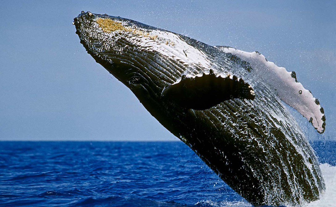 Киты
Многие виды морских млекопитающих мигрируют, но маршрут ни одного из них даже не сравним с китовыми путешествиями. Серый кит преодолевает за год 22530,816 километра, а Горбатый  — 25749,504 километров.