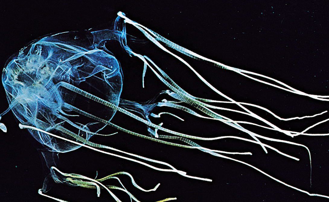 Медуза-коробка
Морская оса, Chironex fleckeri, остается самым опасным существом не только в океане, но и в мире. Яда всего лишь одной особи будет достаточно, чтобы убить целых 60 человек. Смерть наступает всего за три минуты, вы просто не успеете добраться до берега.