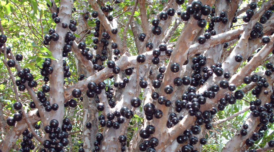 Жаботикаба
Латинское название — Juboticaba, Myrciaria Cauliflora. В отличие от большинства деревьев, плоды которых растут на ветвях, плоды жаботикабы вырастают прямо из ствола. Это растение высоко ценится на родине, в Бразилии: оторванные от ствола плоды начинают бродить и превращаются в не очень вкусный, но довольно крепкий алкоголь.