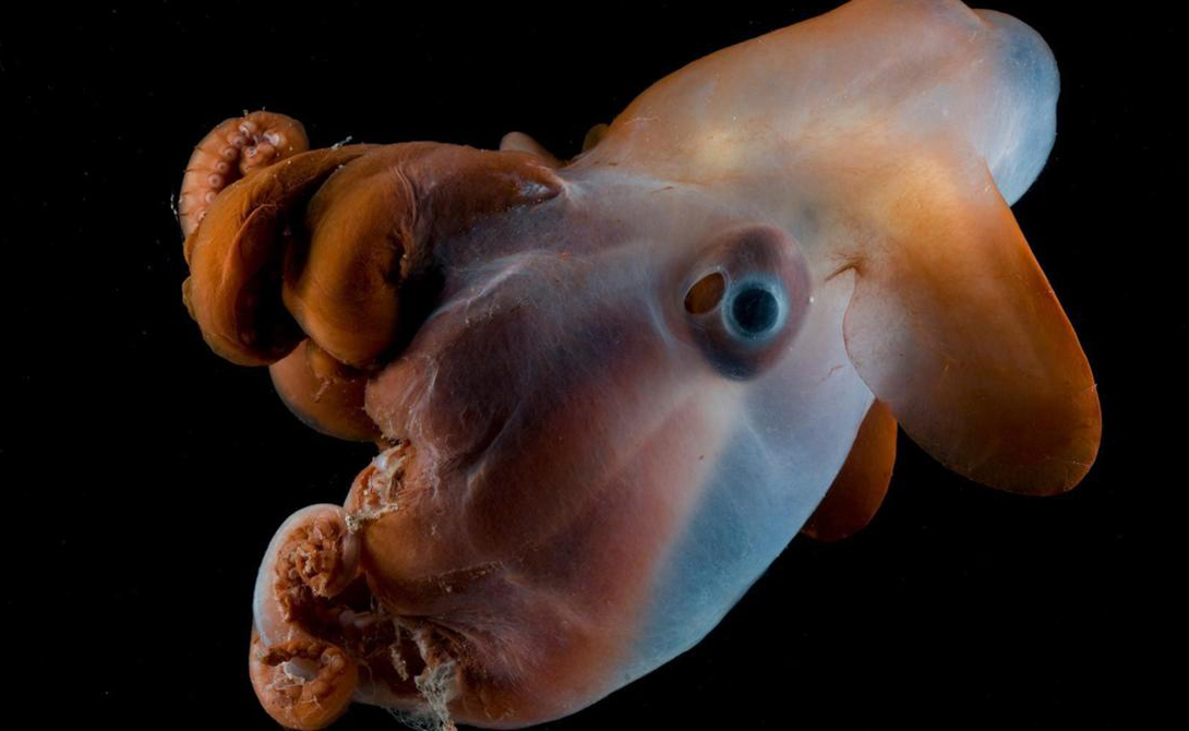 Гримпотевис
Существование гримпотевиса открылось совсем недавно. Осьминоги живут на очень большой глубине и довольно редко встречаются людям.