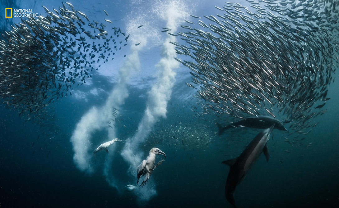 Косяк сардин
Фотограф: Грег Лекур
Категория: главная премия
Олуши начинают свою охоту на сардин, мигрирующих вдоль Дикого берега ЮАР. Здесь же их поджидает и другая опасность: дельфины тоже не прочь полакомиться свежей рыбкой.