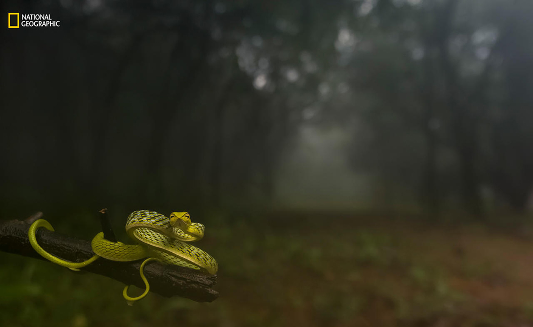 Утащу тебя в чащу
Фотограф: Варун Адитья
Категория: животные
Снимок из дождевого леса в штате Махараштра, Индия.