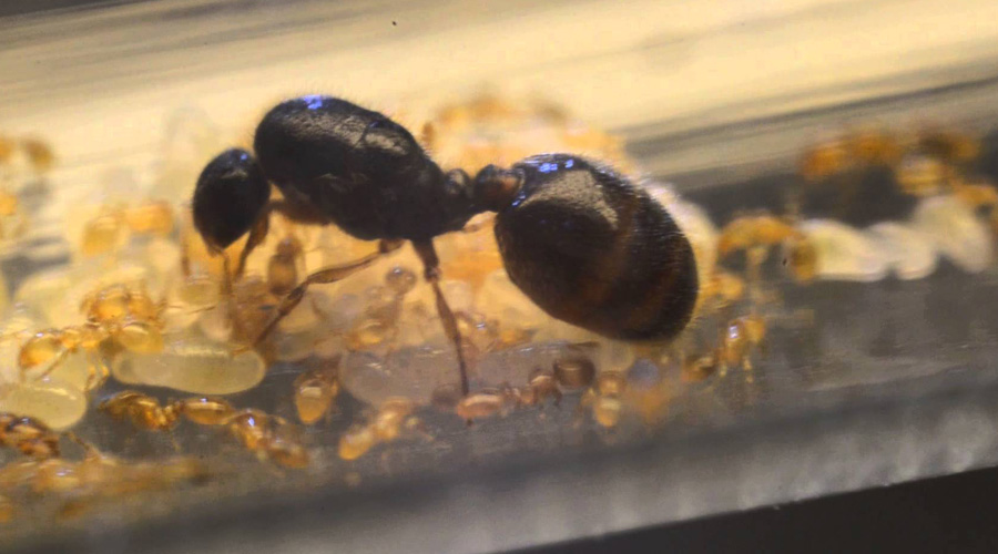Муравьи-детоубийцы
Solenopsis Fugax
Эти муравьи не затрудняют себя поисками пропитания. Да и зачем, когда можно просто влезть в чужое гнездо, распугать всех рабочих и украсть личинок. Настоящие каннибалы!