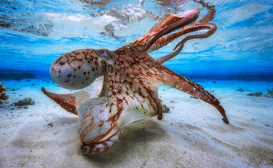 Танцующий осьминог
Номинация: Главный призАвтор: Гэбриэль Бэратью
Этот осьминог вовсе не так велик, как выглядит. Гэбриэль снял его в лагуне у острова Майотта, во время весеннего отлива.
