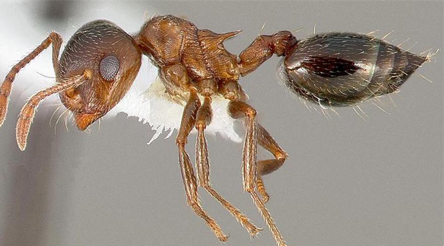 Муравьи-химики
Crematogaster Striatula
Африканские муравьи этого вида охотятся на крупных термитов. На брюшке у них находятся ядовитые железы: при виде термита муравей распыляет парализующий яд и живьем поедает дергающуюся от ужаса добычу.
