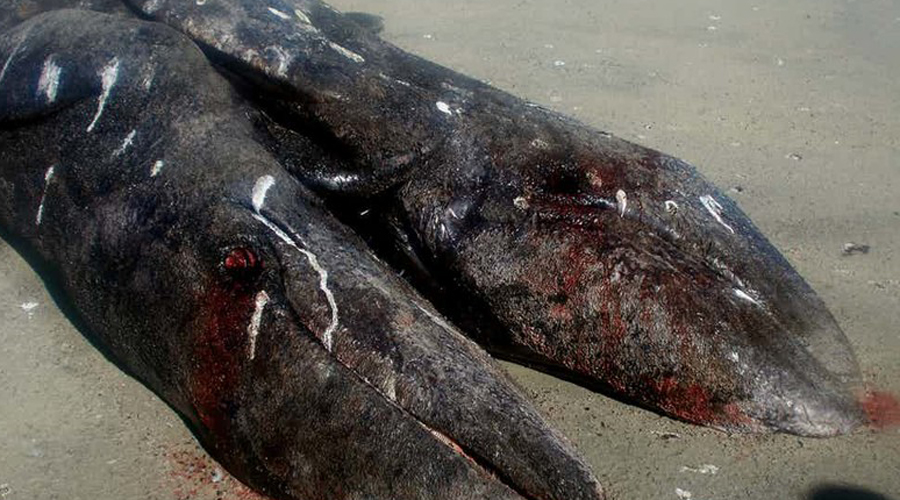 Сиамские киты
И еще одна находка мексиканцев: китов-близнецов они обнаружили в прибрежных водах. Судя по всему, эти сиамские близнецы не смогли найти себе пропитания и просто умерли от голода.
