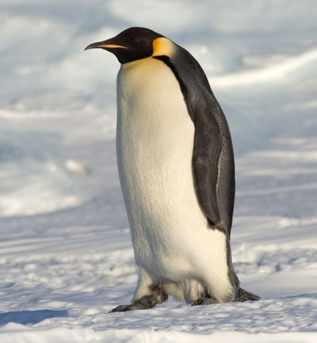 Пингвины
Считаете пингвинов странными, но скучноватыми созданиями? Зря. Биологи только недавно поняли, насколько уникален и необычен организм этих птичек. Дело в том, что между глаз у пингвинов располагается специальный орган, служащий для опреснения морской воды!