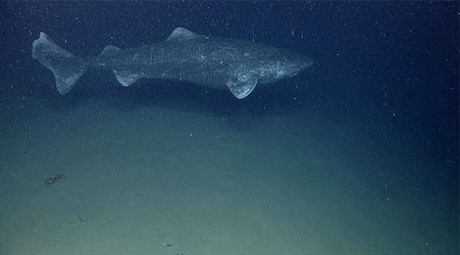 Бессмертное позвоночное
Ну, тут мы немного преувеличили. Но гренландская акула, обнаруженная учеными недавно, живет и в самом деле обескураживающе долго. Средняя продолжительность существования этих редких тварей составляет целых 400 лет. К тому же акулы умеют впадать в анабиоз — не исключено, что некоторые из них еще динозавров застали!