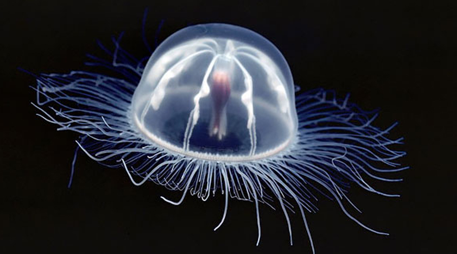 Бессмертная медуза
Единственное биологически бессмертное создание на планете. Turritopsis dohrni обитают в водах Японского моря и могут вернуться в стадию полипа уже после половой зрелости. Начать все заново, так сказать.