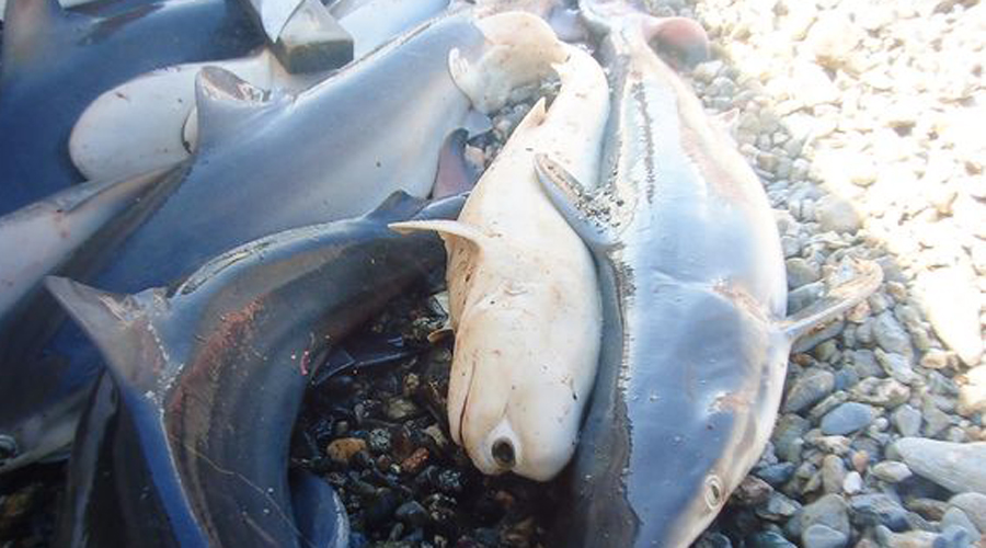 Одноглазая акула
В 2011 году рыбак в Калифорнийском заливе достал из сетей голубую беременную акулу. Вскрыв ее, он обнаружил целых девять зародышей, один из которых оказался циклопом. Странное создание отправили в Междисциплинарный центр морских наук в Ла-Пасе, где оно и выставлено сегодня.
