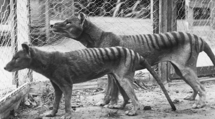 Тасманский тигр
В начале прошлого столетия на тасманского тигра шла невиданная по размаху охота. Настоящий геноцид! Биологи из Кембриджа собираются искупить вину человечества перед этим видом — клонированный из ДНК тасманский дьявол появится уже к 2020 году.