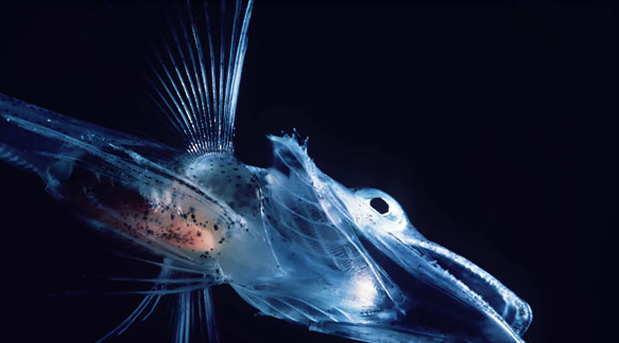 Ледяная рыба
Эндемики антарктических вод обладают полностью бесцветной кровью, которая, помимо прочего, имеет странные функции, напоминающие антифриз.