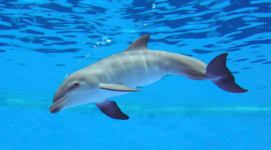 Афалина
Дельфины считаются очень добродушными созданиями — и большую часть времени так и есть. Однако существуют свидетельства очевидцев о нападениях нескольких афалин на людей: дельфины будто для развлечения утаскивают купающихся далеко в открытый океан и бросают там.