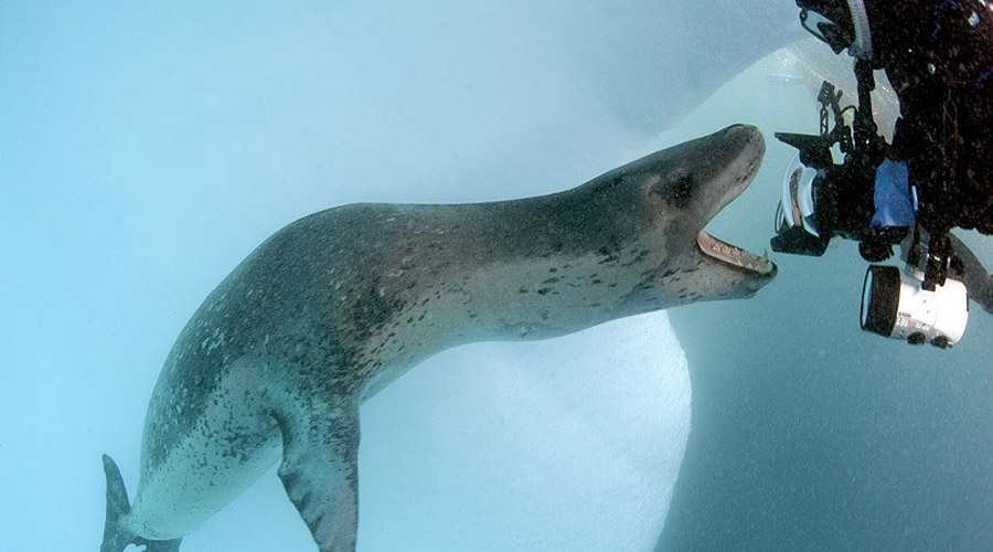 Морской леопард
Вряд ли вы повстречаете морского леопарда, живут эти создания только в Антарктике. Впрочем, искать с ними свидания и не стоит: в охоте морские леопарды очень неприхотливы. Грубо говоря, сожрут все, до чего дотянутся — исследователи неоднократно подвергались нападениям.