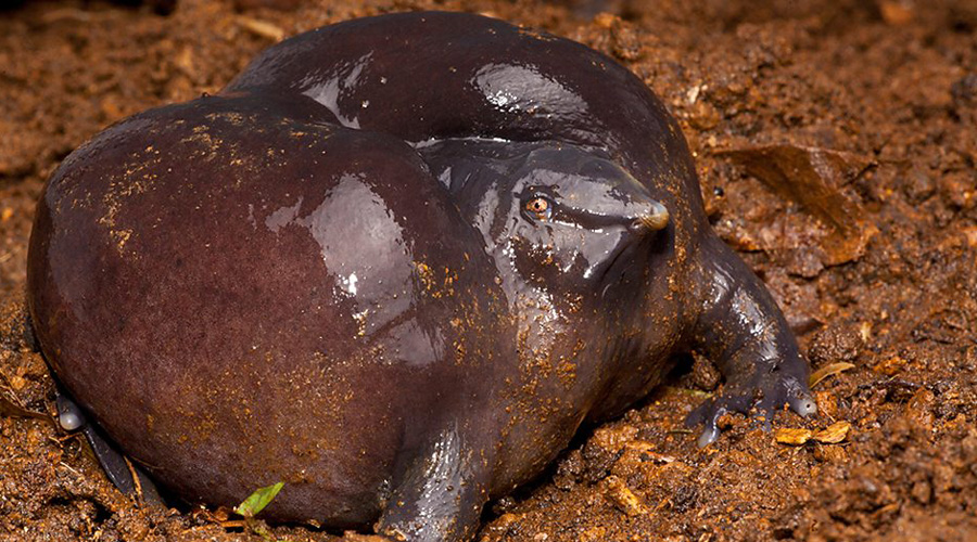 Лиловая лягушка
Всю свою жизнь лиловая лягушка проводит глубоко в грязи. Она появилась еще 130 миллионов лет назад, но ученые обнаружили ее только в 2003 году — угадайте где? Правильно, под толстым слоем тины.