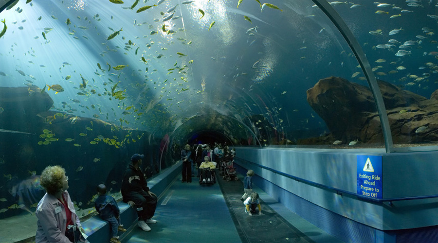 Национальный морской аквариум
Плимут, Великобритания
Это крупнейший и самый интересный аквариум Великобритании. Он разделен на 4 зоны, где живут морские животные различных ареалов обитания.