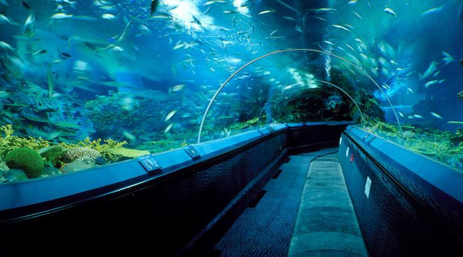 Аквариум Монтеррей-Бей
Монтерей, Калифорния
В калифорнийском аквариуме посетители могут переходить между двух огромных подводных экосистем, выстроенных с большим тщанием. Кроме того, здесь постоянно экспонируют несколько уникальных видов рыб.
