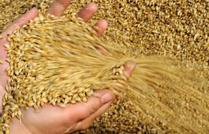 Пшеничный дождь
Испания, 1804
В те времена на юге Испании как раз был жуткий неурожай, так что местные жители сочли дождь из пшеницы просто чудом господним. Впоследствии выяснилось, что сильный муссон разрушил склады в Северной Африке и перенес пшеницу.