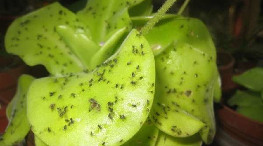 Жирянка
Вычислить это растение можно по ярко-зеленому цвету листьев. На них расположены клетки, вырабатывающие пищеварительный фермент и липкую составляющую. Однажды приземлившееся на листок насекомое не взлетает больше никогда.