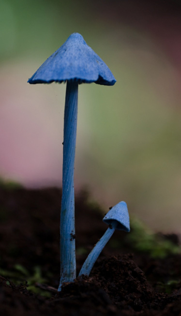 Голубой гриб
Наверняка именно такие грибочки и растут в сказках. Он полностью синий! А конусовидная шляпка идеально подходит под какое-то ведьмовское растение, что отчасти правда, поскольку Голубой гриб ядовит.