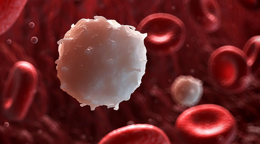Лейкоциты
Норма: (4.0–9.0) *10 в 9/л
Белые клетки крови, обеспечивающие нам защиту от вирусов. Серьезное превышение нормального уровня лейкоцитов в крови может говорить о начале инфекционной болезни.