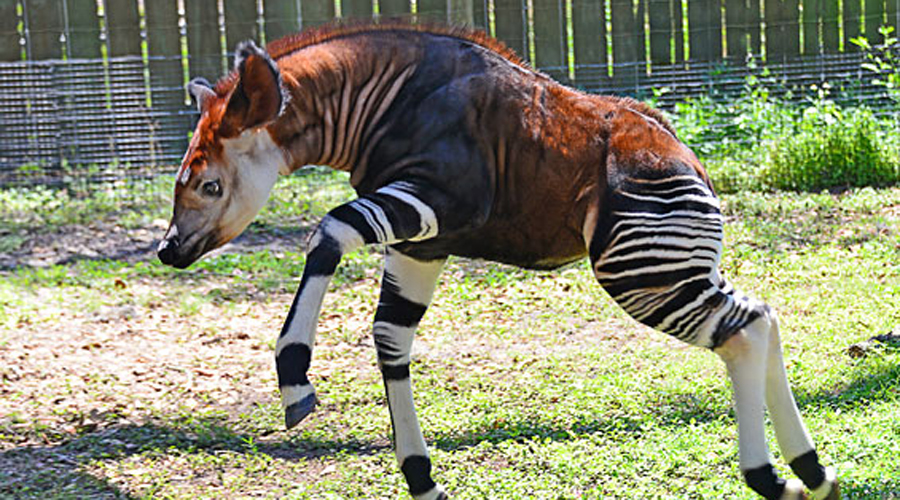 Окапи
Зебра? Осел? Сломанный конь? Окапи радует глаз жителей Демократической Республики Конго в Центральной Африке. Пусть ни окраска, ни внешность не вводит вас в заблуждение: на самом деле, окапи ближе к жирафам, чем к лошадям и зебрам.