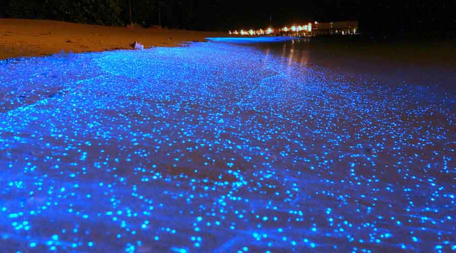 Люминесцентный пляж
Мальдивы
Мириады биолюминисцентного фитопланктона скапливаются у берегов Мальдивских островов. В безлунную ночь пляж превращается в настоящее произведение искусства.