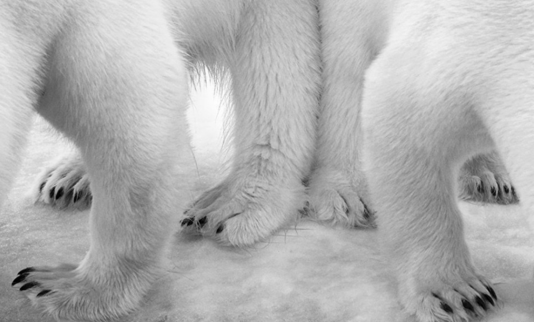 Полярное па-де-де
Этот уникальный снимок белых медведей взял первый приз в категории «Черное и белое». Автор, Эйло Энвингер, потратил два месяца, чтобы поймать столь необычный кадр.