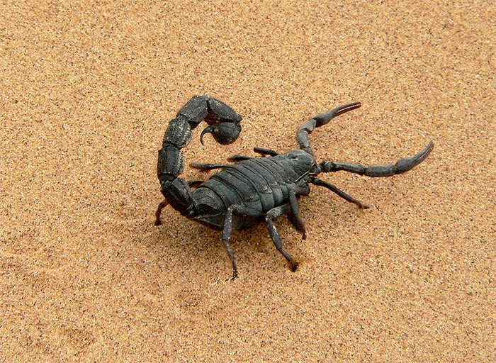 Пестрый скорпион
Вопреки распространенному мнению, на человека скорпион нападает только в крайнем случае и только в целях самозащиты. Многие скорпионы вообще не так уж и опасны, но это не относится к пестрому скорпиону, обитающему в Нижнем Поволжье и Крыму. 