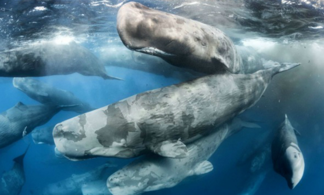 Встреча гигантов
Фотография встречи двух китовьих стад действительно заслуживает победы. Снимок Тони Ву получил первое место в категории «Поведение: млекопитающие».
